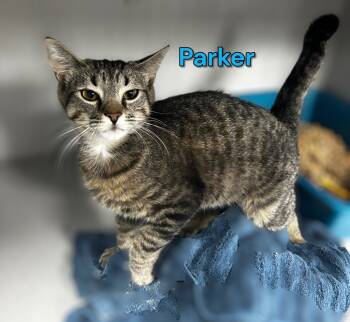 Rescue Domestic Medium Hair Cats for Adoption in Jim Thorpe, Pennsylvania - Parker | PetCurious