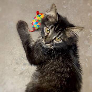 Stuart -  Domestic Long Hair Cat for Adoption in St. George, Utah - Stuart | PetCurious