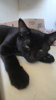 Cory -  Domestic Short Hair Cat for Adoption in Clinton, Missouri - Cory | PetCurious