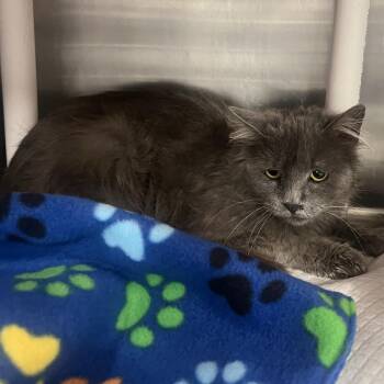 Alba -  Domestic Long Hair Cat for Adoption in Salt Lake City, Utah - Alba | PetCurious