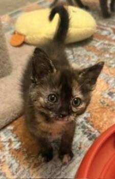 Stella -  Tortoiseshell Cat for Adoption in Parlier, California - Stella | PetCurious