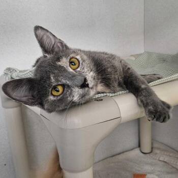 Pawnelope -  Domestic Short Hair Cat for Adoption in Dover, New Hampshire - Pawnelope | PetCurious