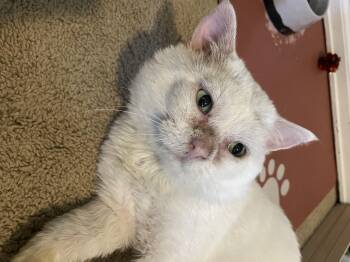 Barnaby -  Domestic Short Hair Cat for Adoption in Denver, Colorado - Barnaby | PetCurious