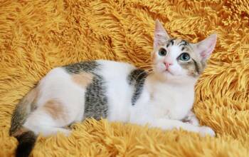Cookie -  Calico and Turkish Van Cat for Adoption in St. Augustine, Florida - Cookie | PetCurious