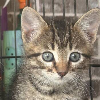 Jack -  Domestic Medium Hair Cat for Adoption in Mount Vernon, Arkansas - Jack | PetCurious