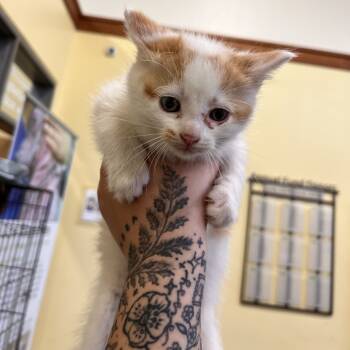 Rescue Domestic Short Hair Cats for Adoption in Lynchburg, Virginia - Belly | PetCurious