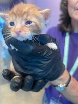 Domestic Short Hair Cats Available for Adoption - 60668833 | PetCurious