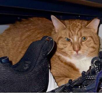 Tabby Cats Available for Adoption in Bayonne, New Jersey - Mango | PetCurious