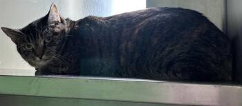 MOSHI -  Domestic Short Hair Cat for Adoption in Boston, Massachusetts - MOSHI | PetCurious