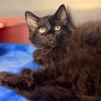 Betty Lou -  Domestic Long Hair Cat for Adoption in Asheville, North Carolina - Betty Lou | PetCurious