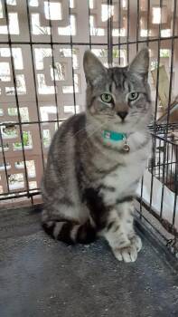 Tabby Cats Available for Adoption - A Boy Named Sue | PetCurious