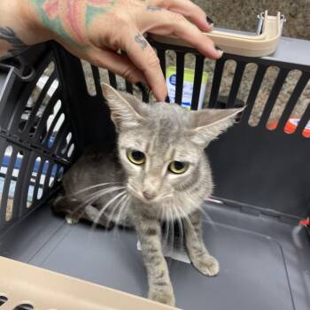 Kitkat -  Domestic Short Hair Cat for Adoption in Dickinson, Texas - Kitkat | PetCurious