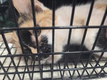 THE PYTHIA -  Domestic Short Hair Cat for Adoption in Louisville, Kentucky - THE PYTHIA | PetCurious