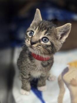 Scarlett Toehansson -  Domestic Short Hair Cat for Adoption in Westland, Michigan - Scarlett Toehansson | PetCurious