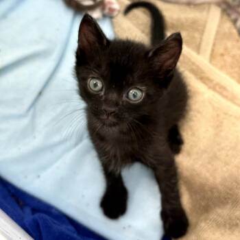 Domestic Short Hair Cats Available for Adoption in Long Beach, California - Rob | PetCurious