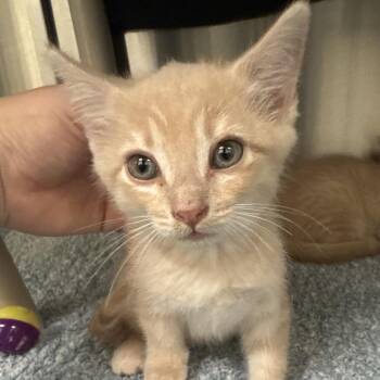 Domestic Short Hair Cats Available for Adoption in Lynchburg, Virginia - Pierre | PetCurious