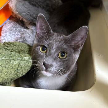 Rei -  Domestic Short Hair Cat for Adoption in Woodinville, Washington - Rei | PetCurious