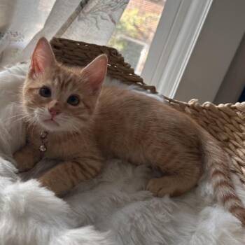 Willow Rainey -  Domestic Short Hair Cat for Adoption in Eagle Mountain, Utah - Willow Rainey | PetCurious