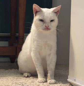 Snowball -  Domestic Short Hair Cat for Adoption in Harrisburg, Pennsylvania - Snowball | PetCurious