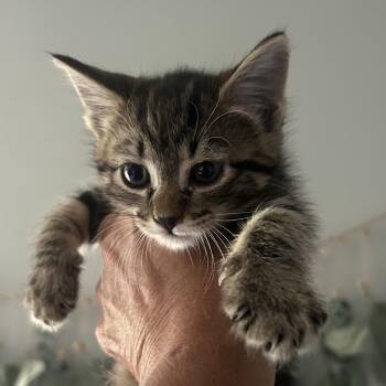 Churu -  Domestic Short Hair Cat for Adoption in Buffalo, Minnesota - Churu | PetCurious