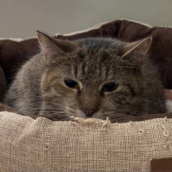 Bocconcini #20-211 -  Domestic Short Hair Cat for Adoption in Branford, Connecticut - Bocconcini #20-211 | PetCurious
