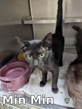 Min Min -  Domestic Short Hair Cat for Adoption in Rocky Mount, North Carolina - Min Min | PetCurious