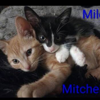 Miles and Mitchell -  Tabby and Domestic Short Hair Cat for Adoption in Wyandotte, Michigan - Miles And Mitchell | PetCurious
