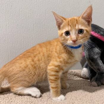 Cheeto -  Domestic Short Hair Cat for Adoption in Tampa, Florida - Cheeto | PetCurious