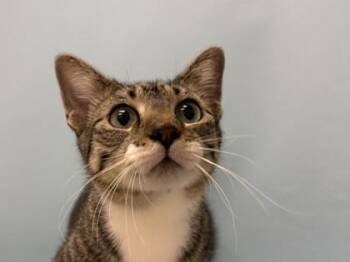 Reenie -  Domestic Short Hair Cat for Adoption in Woodbury, Minnesota - Reenie | PetCurious