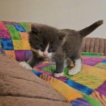 Cold Brew -  Domestic Short Hair Cat for Adoption in South Elgin, Illinois - Cold Brew | PetCurious