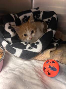 Moez -  Domestic Short Hair Cat for Adoption in New Cumberland, West Virginia - Moez | PetCurious