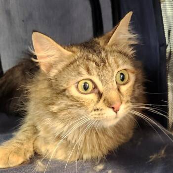Portia -  Domestic Long Hair Cat for Adoption in Brighton, Missouri - Portia | PetCurious