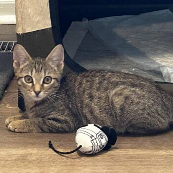 Boo -  Domestic Short Hair Cat for Adoption in Chattanooga, Tennessee - Boo | PetCurious