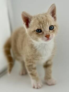 American Shorthair Cats Available for Adoption in Troy, Virginia - Clover | PetCurious