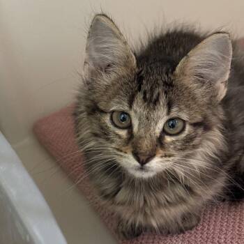 Tempest -  Domestic Short Hair Cat for Adoption in Dallas, Texas - Tempest | PetCurious
