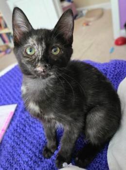 Phanpy -  Domestic Short Hair Cat for Adoption in Evans, Georgia - Phanpy | PetCurious