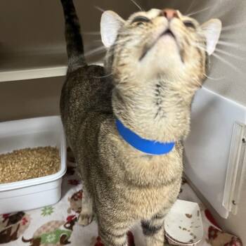 Domestic Short Hair Cats Available for Adoption in Lakeland, Florida - Bo | PetCurious