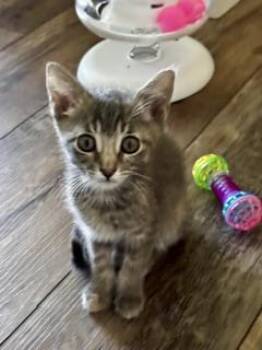 Magpie -  Domestic Short Hair Cat for Adoption in Fort Worth, Texas - Magpie | PetCurious