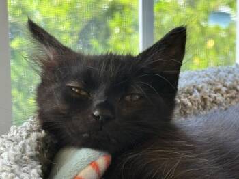 Sprite -  Domestic Long Hair Cat for Adoption in Emerald Isle, North Carolina - Sprite | PetCurious