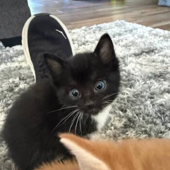 Bamboo -  Domestic Short Hair Cat for Adoption - Bamboo | PetCurious