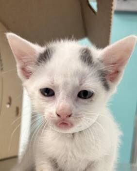 F Train -  Domestic Short Hair Cat for Adoption - F Train | PetCurious