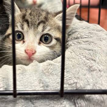 Domestic Short Hair Cats Available for Adoption in Columbus, Georgia - Zinnia | PetCurious