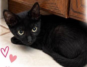 Gracie - PSP Foster Home -  Domestic Short Hair Cat for Adoption in Oakland Park, Florida - Gracie - PSP Foster Home | PetCurious