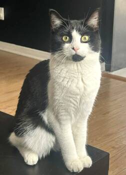 Arielle -  Domestic Short Hair Cat Available for Adoption in Chertsey, Quebec - Arielle | PetCurious