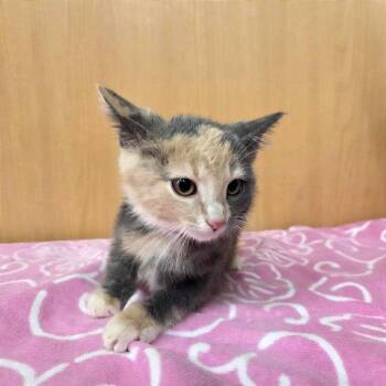 Sunbeam -  Domestic Short Hair Cat for Adoption in Brentwood, Missouri - Sunbeam | PetCurious