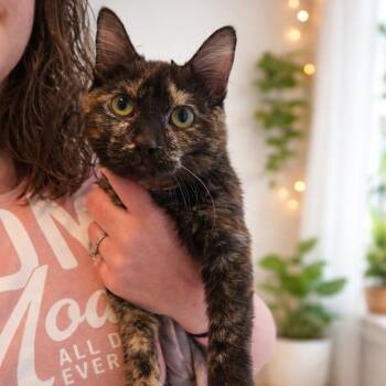 Domestic Short Hair Cats Available for Adoption - Mimi | PetCurious