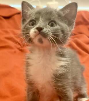 Domestic Short Hair Cats Available for Adoption in Colorado Springs, Colorado - LIL CHUNGUS | PetCurious