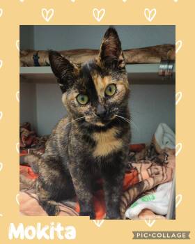 Tortoiseshell Cats Available for Adoption in Iron River, Michigan - Mokita | PetCurious