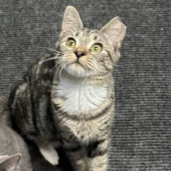 Rescue Domestic Short Hair Cats for Adoption in Opelika, Alabama - Hope | PetCurious