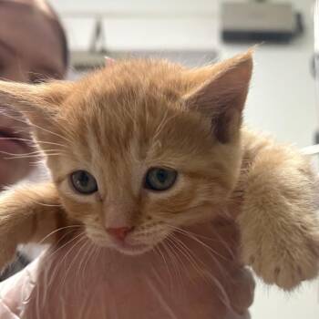 Chelsea -  Domestic Short Hair Cat for Adoption in Taos, New Mexico - Chelsea | PetCurious